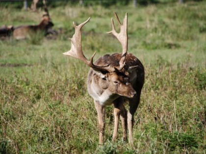 Foto: parks und unterhaltungsorte, Wildgehege Moritzburg, Sachsen