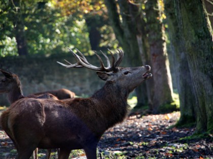 Foto: parks und unterhaltungsorte, Wildgehege Moritzburg, Sachsen