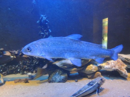 Foto: museen und ausstellungen, Aquarium Wilhelmshaven, Niedersachsen
