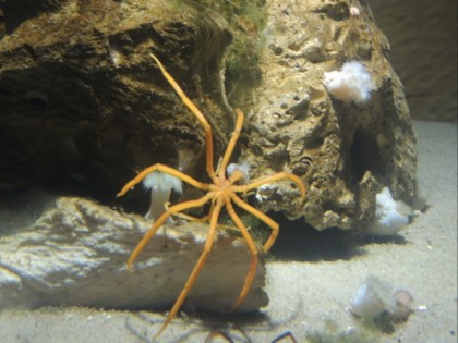 Foto: museen und ausstellungen, Aquarium Wilhelmshaven, Niedersachsen
