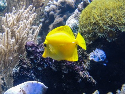 Foto: museen und ausstellungen, Aquarium Wilhelmshaven, Niedersachsen