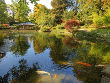 Foto: parks und unterhaltungsorte, Japanischer Garten, Rheinland-Pfalz