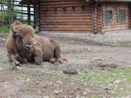 Foto: andere plätze, Zoo „Rojev Bach“, Krasnojarsk