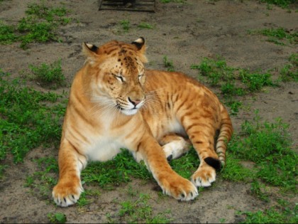 Foto: parks und unterhaltungsorte, andere plätze, Nowosibirsker Zoo, Nowosibirsk
