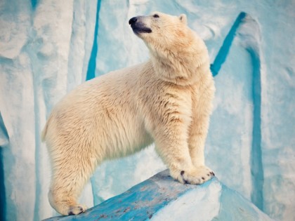Foto: parks und unterhaltungsorte, andere plätze, Nowosibirsker Zoo, Nowosibirsk