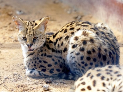 Foto: parks und unterhaltungsorte, andere plätze, Nowosibirsker Zoo, Nowosibirsk