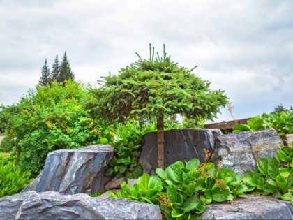 Foto: parks und unterhaltungsorte, andere plätze, Zentraler Sibirischer Botanischer Garten, Nowosibirsk