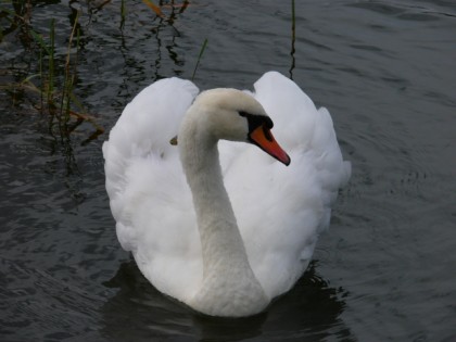 Foto: andere plätze, Jaroslawler Zoo, Jaroslawl