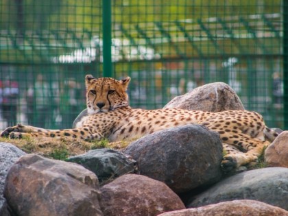 Foto: andere plätze, Jaroslawler Zoo, Jaroslawl