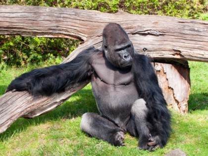 Foto: parks und unterhaltungsorte, Zoologischer Garten / Tierpark Berlin-Friedrichsfelde, Berlin