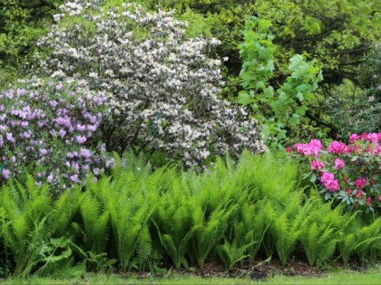 Foto: parks und unterhaltungsorte, Rhododendron-Park, Bremen