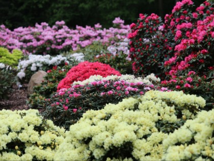 Foto: parks und unterhaltungsorte, Rhododendron-Park, Bremen