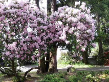 Foto: parks und unterhaltungsorte, Rhododendron-Park, Bremen