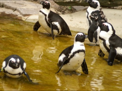 Foto: parks und unterhaltungsorte, Leipzig Zoo, Sachsen