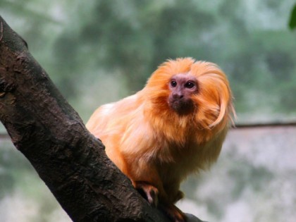 Foto: parks und unterhaltungsorte, Zoologischer Garten Frankfurt, Hessen