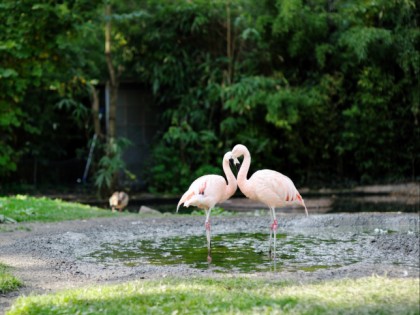 Foto: parks und unterhaltungsorte, Zoologischer Garten Frankfurt, Hessen