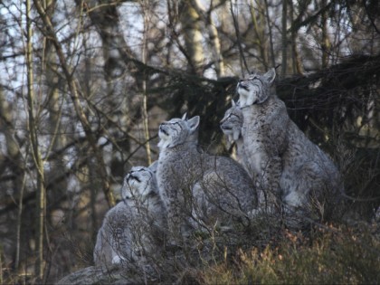Foto: parks und unterhaltungsorte, Arnsberger Wald, Wildwald Vosswinkel, Nordrhein-Westfalen