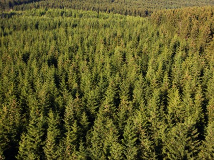 Foto: parks und unterhaltungsorte, Arnsberger Wald, Wildwald Vosswinkel, Nordrhein-Westfalen