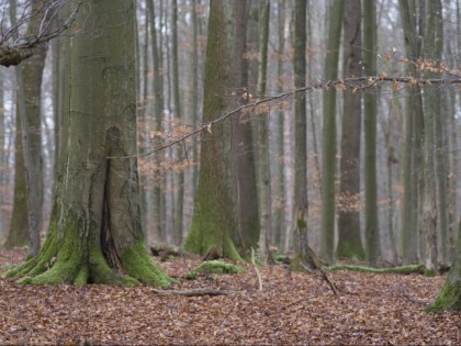 Foto: parks und unterhaltungsorte, Arnsberger Wald, Wildwald Vosswinkel, Nordrhein-Westfalen
