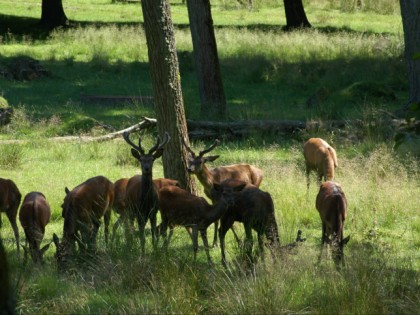 Foto: parks und unterhaltungsorte, Arnsberger Wald, Wildwald Vosswinkel, Nordrhein-Westfalen