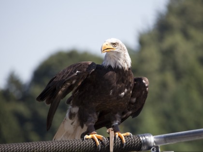 Foto: parks und unterhaltungsorte, Adlerwarte Berlebeck; Vogelpark Heiligenkirchen, Nordrhein-Westfalen