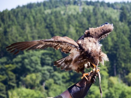 Foto: parks und unterhaltungsorte, Adlerwarte Berlebeck; Vogelpark Heiligenkirchen, Nordrhein-Westfalen