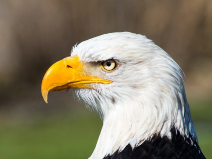 Foto: parks und unterhaltungsorte, Adlerwarte Berlebeck; Vogelpark Heiligenkirchen, Nordrhein-Westfalen