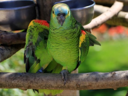 Foto: parks und unterhaltungsorte, Adlerwarte Berlebeck; Vogelpark Heiligenkirchen, Nordrhein-Westfalen