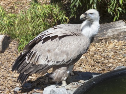 Foto: parks und unterhaltungsorte, Adlerwarte Berlebeck; Vogelpark Heiligenkirchen, Nordrhein-Westfalen