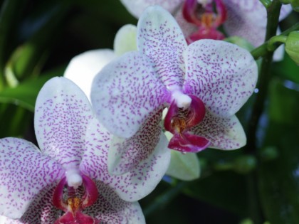 Foto: parks und unterhaltungsorte, Botanischer Garten, Schleswig-Holstein