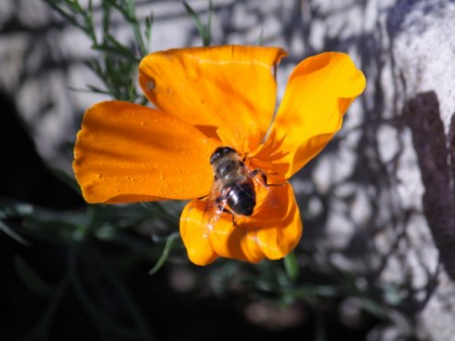 Foto: parks und unterhaltungsorte, Botanischer Garten, Schleswig-Holstein