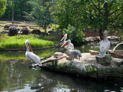 Foto: parks und unterhaltungsorte, Allwetterzoo Münster, Nordrhein-Westfalen