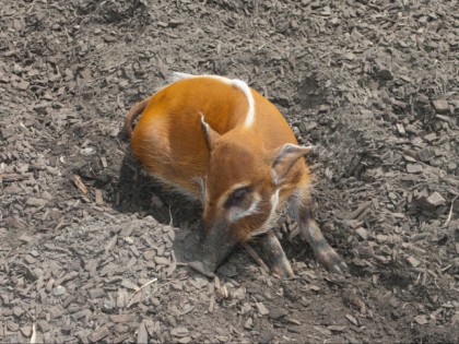 Foto: parks und unterhaltungsorte, Allwetterzoo Münster, Nordrhein-Westfalen