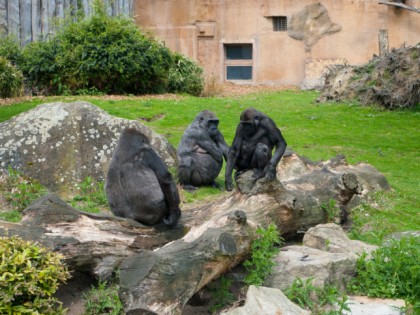 Foto: parks und unterhaltungsorte, Allwetterzoo Münster, Nordrhein-Westfalen