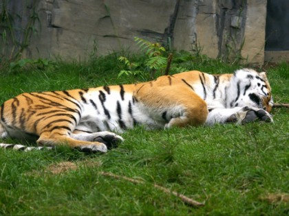 Foto: parks und unterhaltungsorte, Zoologischer Garten, Nordrhein-Westfalen