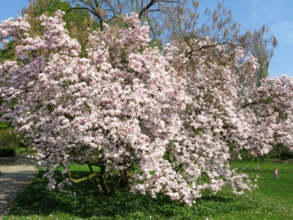 Foto: parks und unterhaltungsorte, Botanischer Garten Krefeld, Nordrhein-Westfalen
