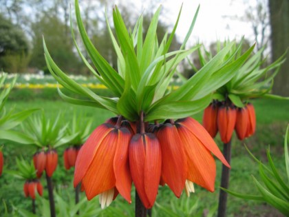 Foto: parks und unterhaltungsorte, Botanischer Garten Krefeld, Nordrhein-Westfalen
