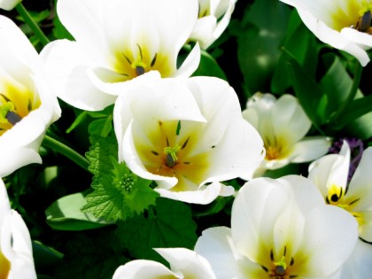 Foto: parks und unterhaltungsorte, Botanischer Garten Krefeld, Nordrhein-Westfalen