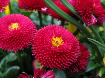 Foto: parks und unterhaltungsorte, Botanischer Garten Krefeld, Nordrhein-Westfalen