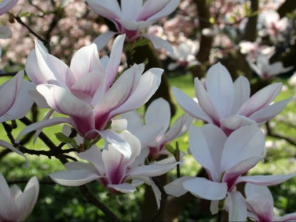 Foto: parks und unterhaltungsorte, Botanischer Garten Krefeld, Nordrhein-Westfalen