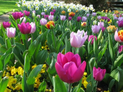 Foto: parks und unterhaltungsorte, Botanischer Garten Krefeld, Nordrhein-Westfalen