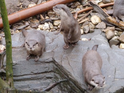 Foto: andere plätze, Sea Life Oberhausen, Nordrhein-Westfalen