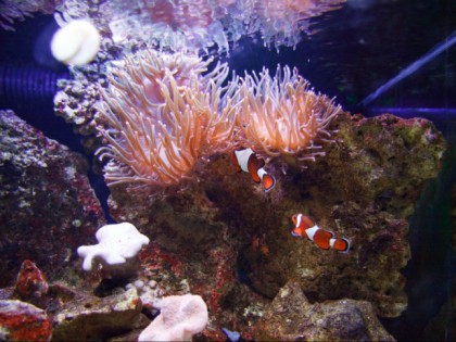 Foto: andere plätze, Sea Life Oberhausen, Nordrhein-Westfalen