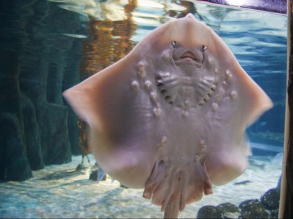 Foto: andere plätze, Sea Life Oberhausen, Nordrhein-Westfalen
