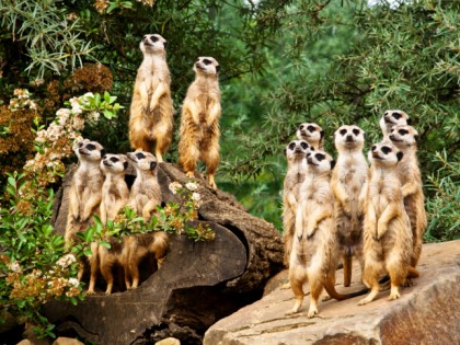 Foto: parks und unterhaltungsorte, ZOOM Erlebniswelt, Nordrhein-Westfalen