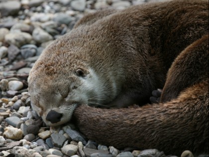 Foto: parks und unterhaltungsorte, ZOOM Erlebniswelt, Nordrhein-Westfalen