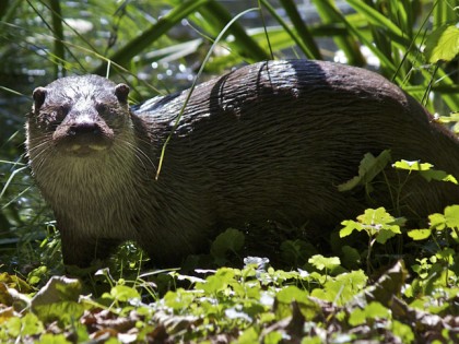 Foto: parks und unterhaltungsorte, Biotop Wildpark Anholter Schweiz, Nordrhein-Westfalen