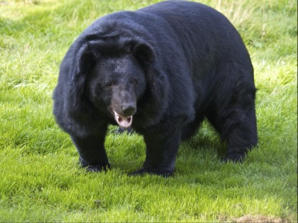 Foto: parks und unterhaltungsorte, Biotop Wildpark Anholter Schweiz, Nordrhein-Westfalen
