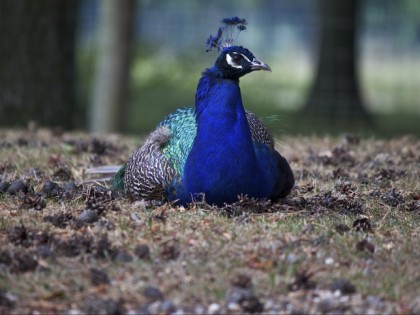 Foto: parks und unterhaltungsorte, Biotop Wildpark Anholter Schweiz, Nordrhein-Westfalen