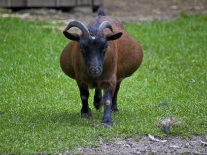 Foto: parks und unterhaltungsorte, Biotop Wildpark Anholter Schweiz, Nordrhein-Westfalen